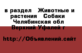  в раздел : Животные и растения » Собаки . Челябинская обл.,Верхний Уфалей г.